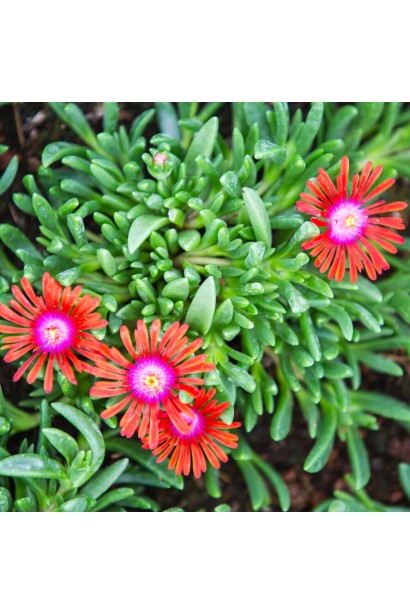 Delosperma Sundella Red